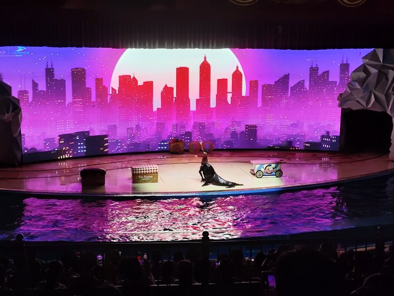 海狮跳舞