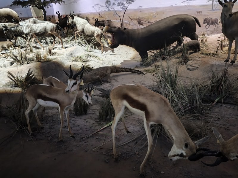 东非动物大迁徙