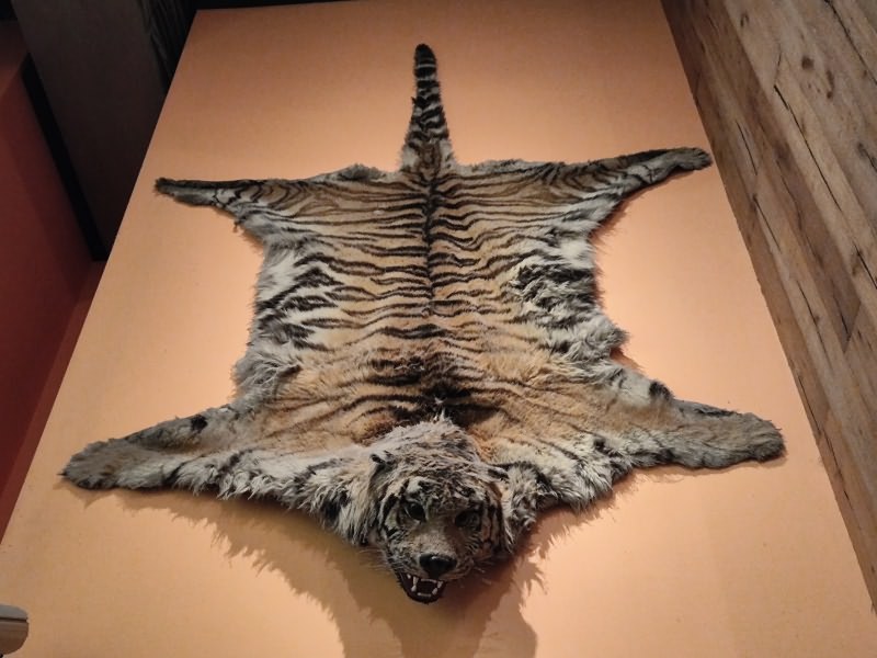 东北虎虎皮