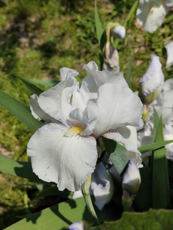 鸢尾花