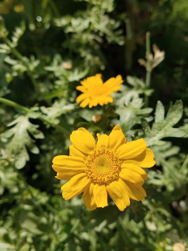 金鸡菊