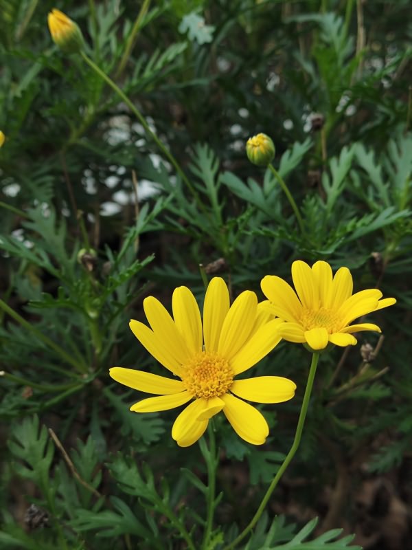 黄金菊