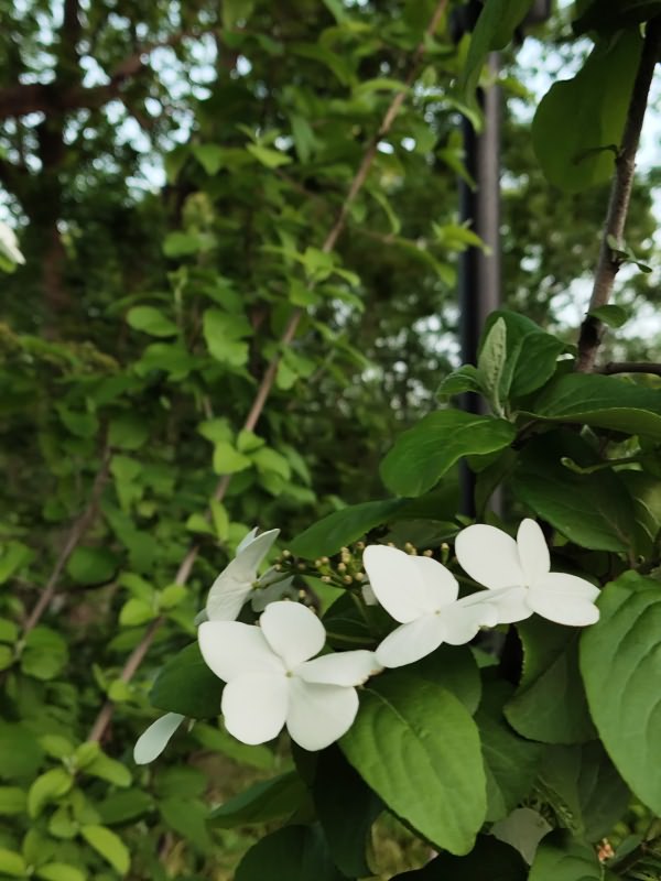 琼花