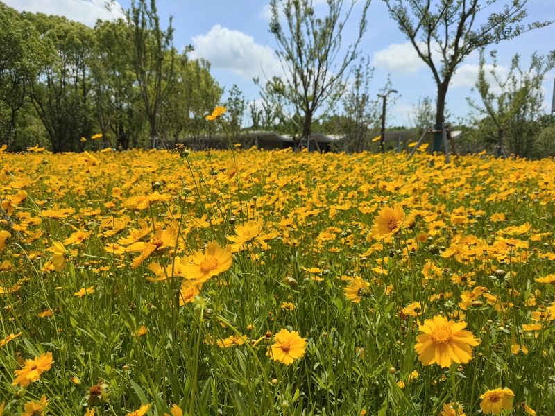 金鸡菊